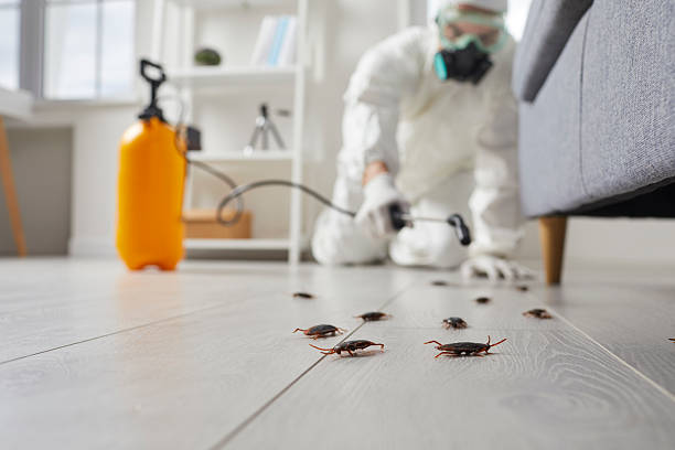 Commercial Rodent Management in Silver Creek